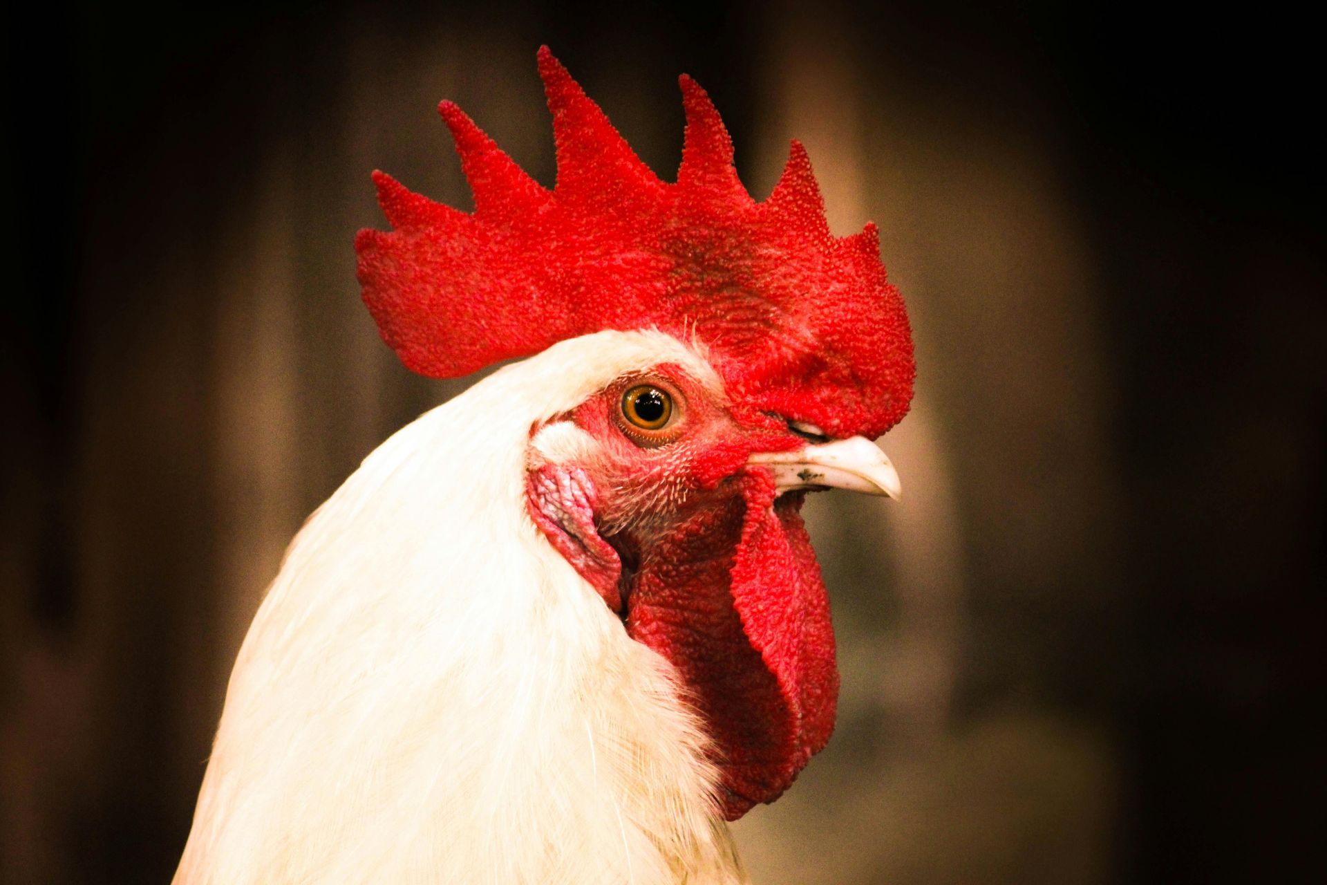 White rooster with a bright red comb and wattle, set against a dark background.