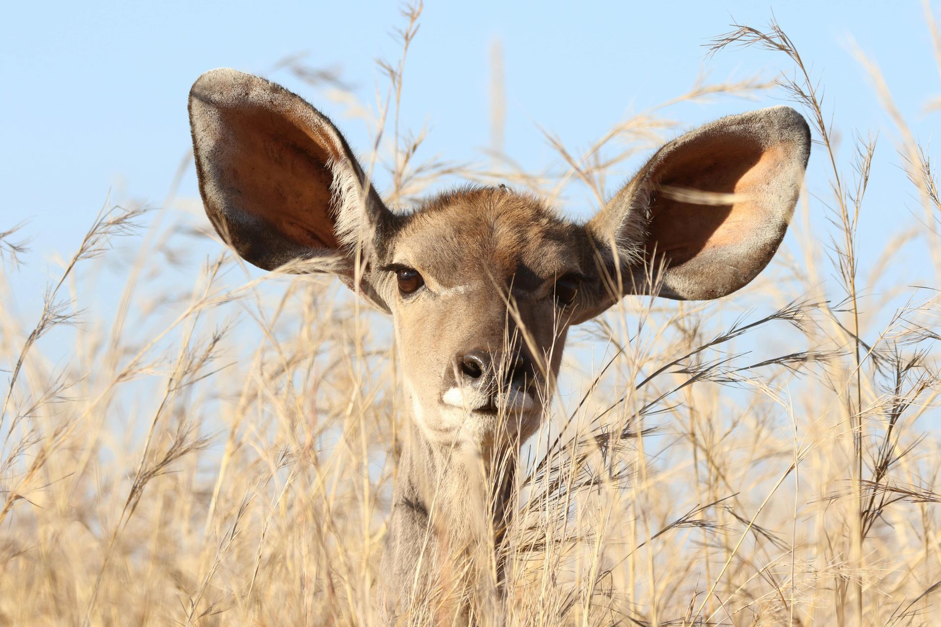A Kudu with large ears peeking through tall, tan grass under a blue sky.