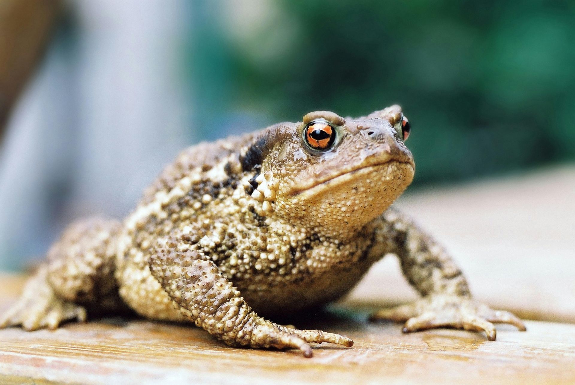 Brown toad with bumpy skin and orange eyes on a wooden surface, looking forward.