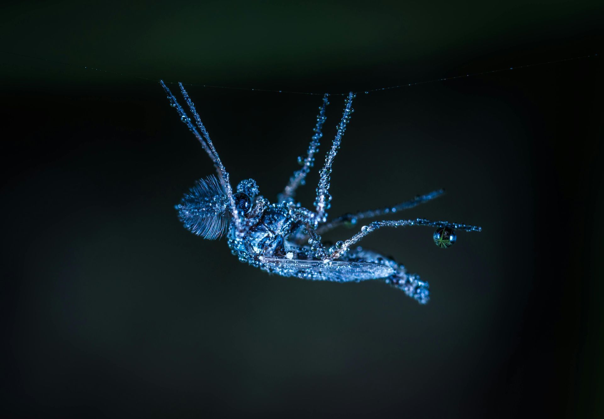 A mosquito covered in dew drops against a dark background, wings spread.