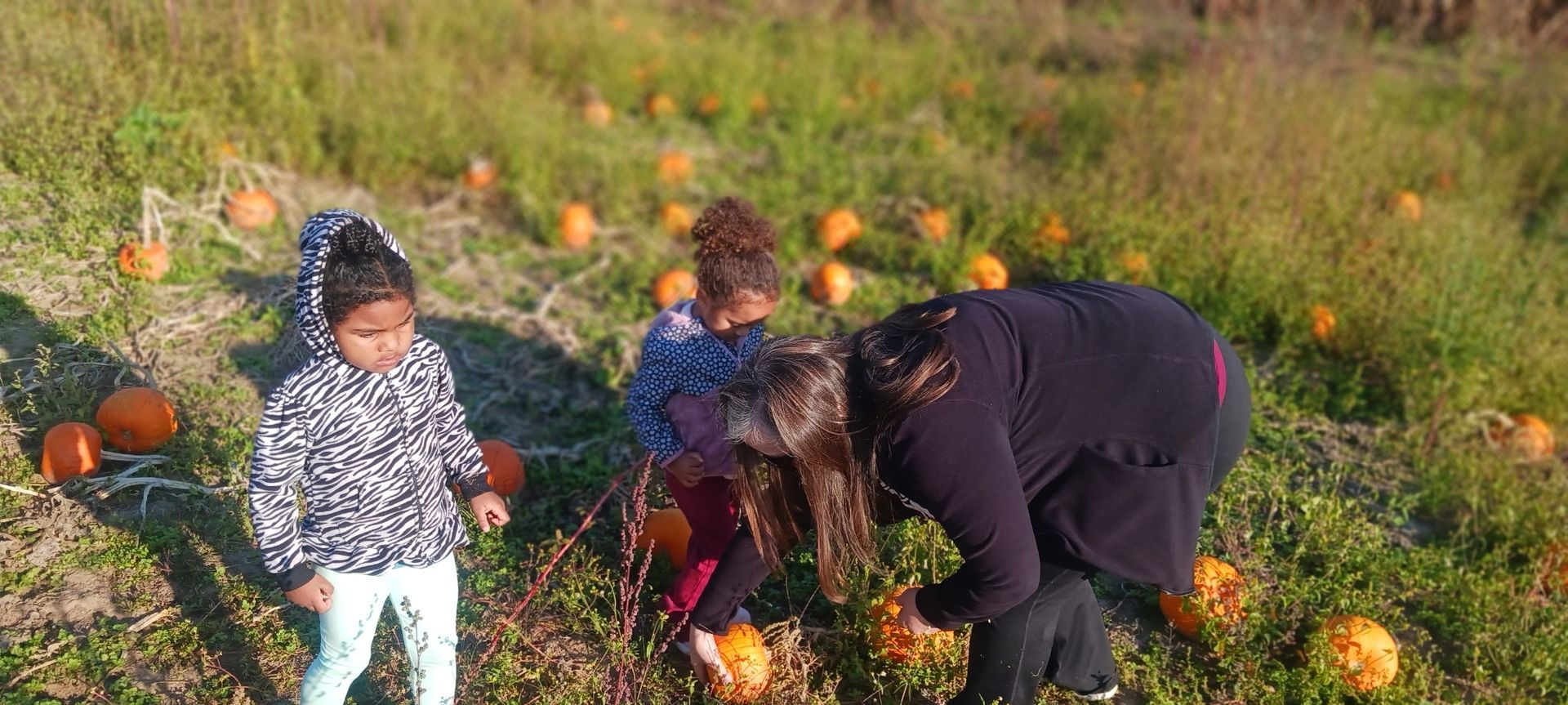 People picking pumpkins in a grassy pumpkin patch, with a child standing nearby.