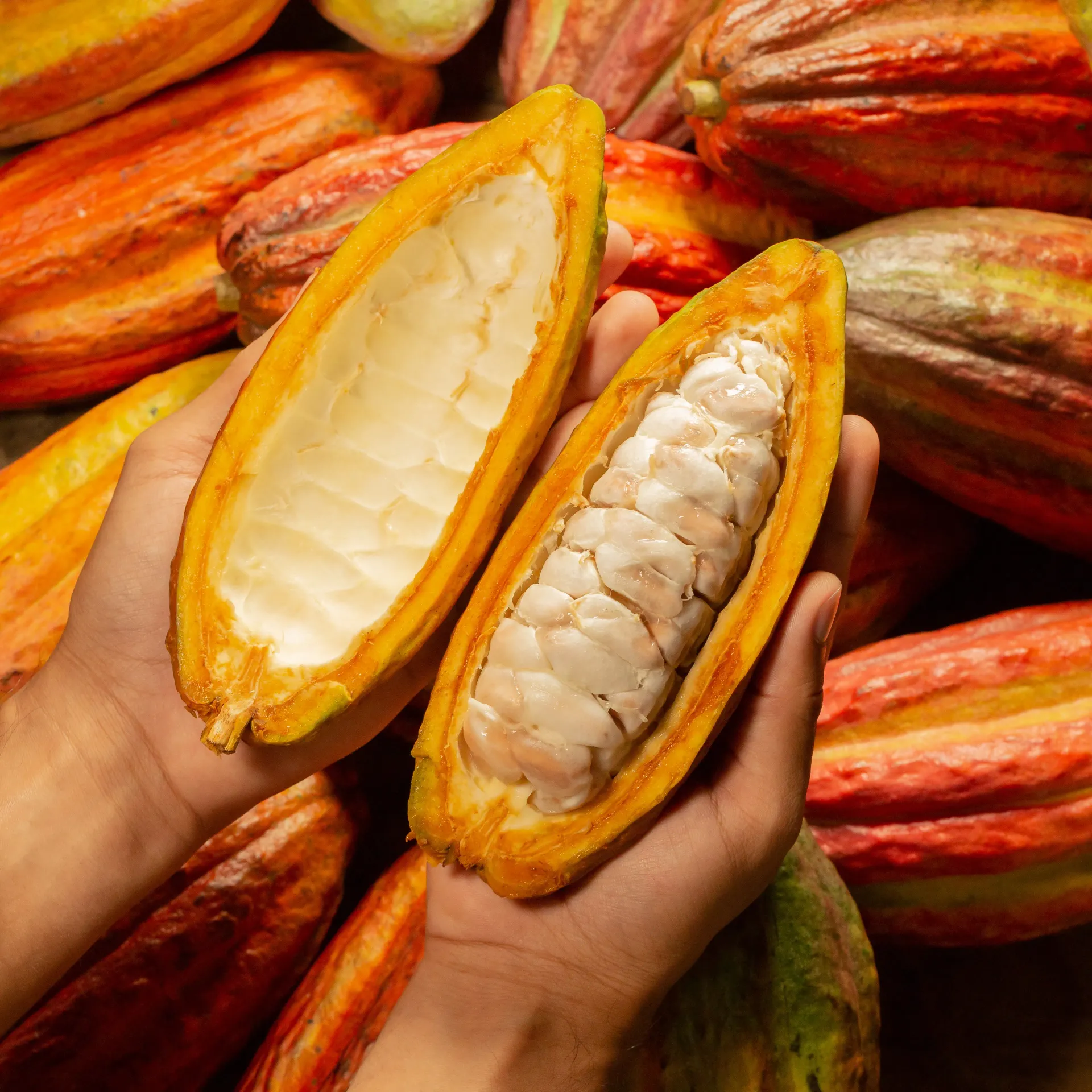 A person is holding a cocoa pod in their hands
