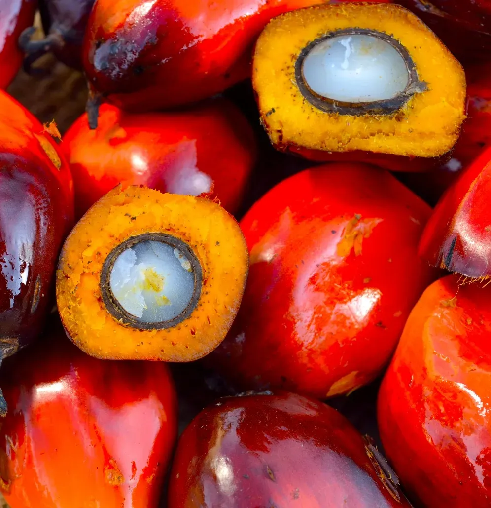 A bunch of palm fat fruits with a white center