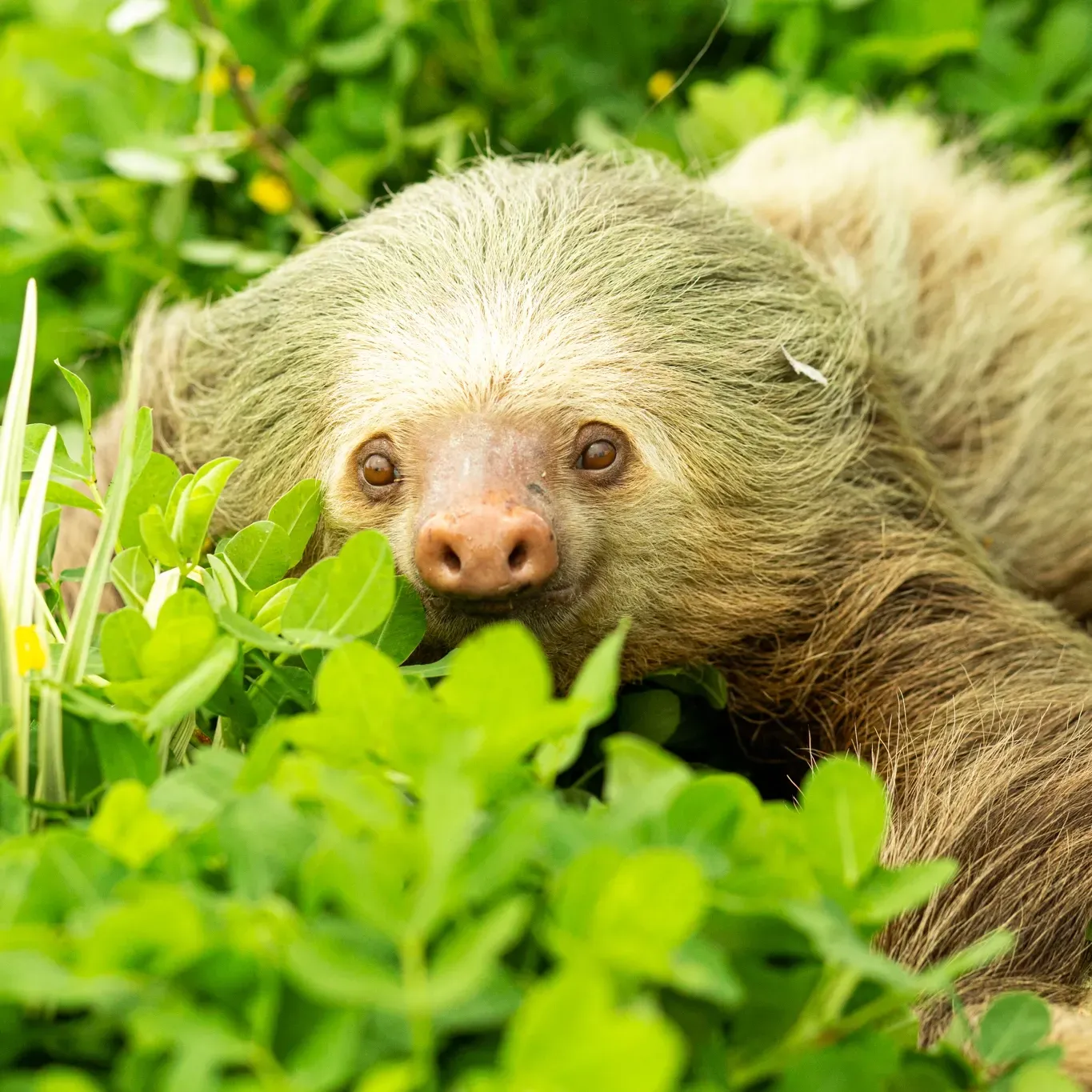A sloth is laying in the grass and looking at the camera.