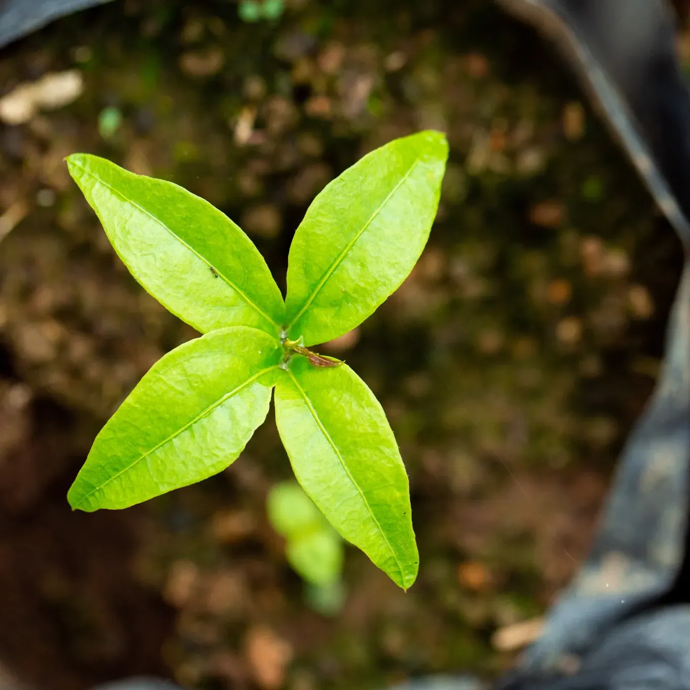 A small green plant is growing out of a black bag