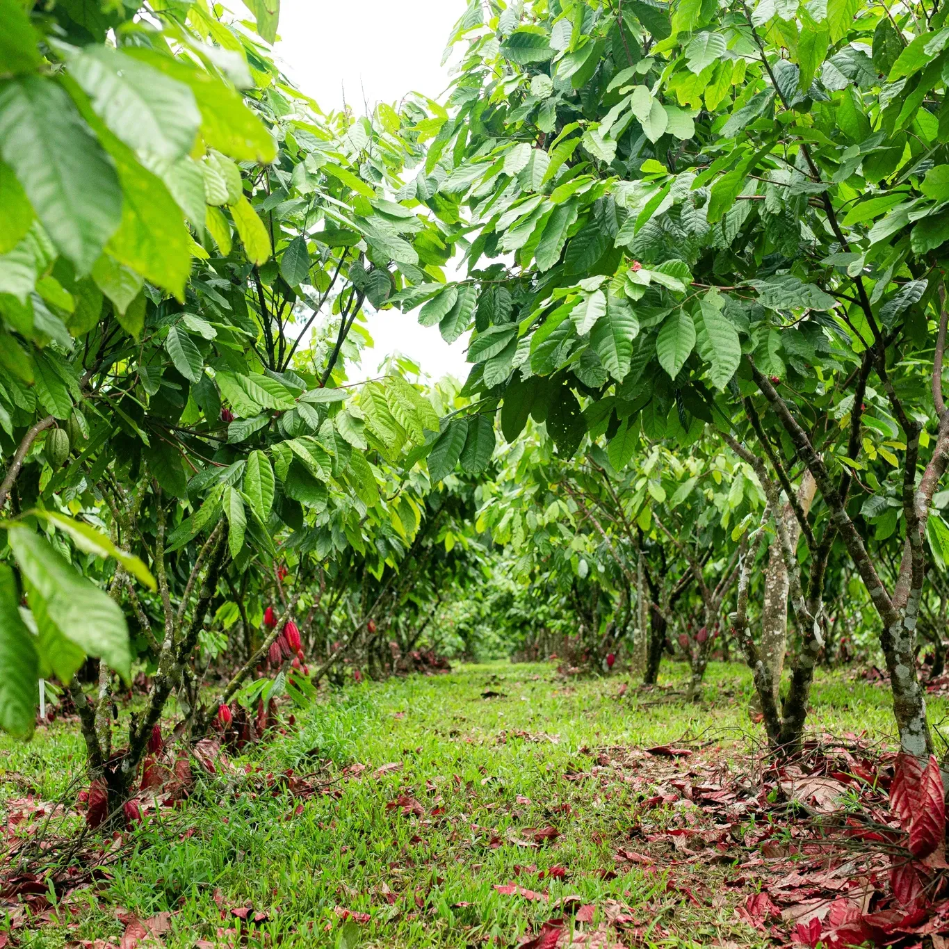 A row of trees in a field with green leaves