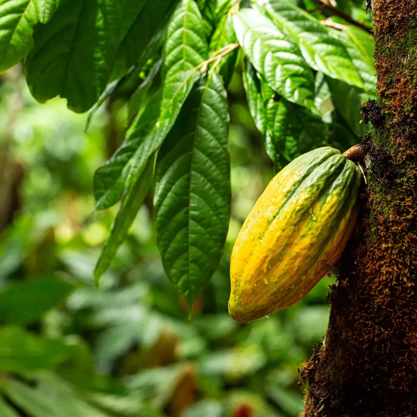 A yellow fruit is growing on a tree with green leaves