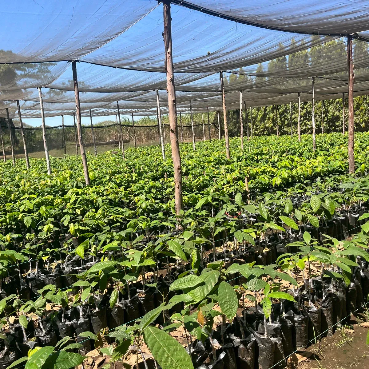 A dense nursery of young green seedlings in black planting bags under a protective overhead shade structure.