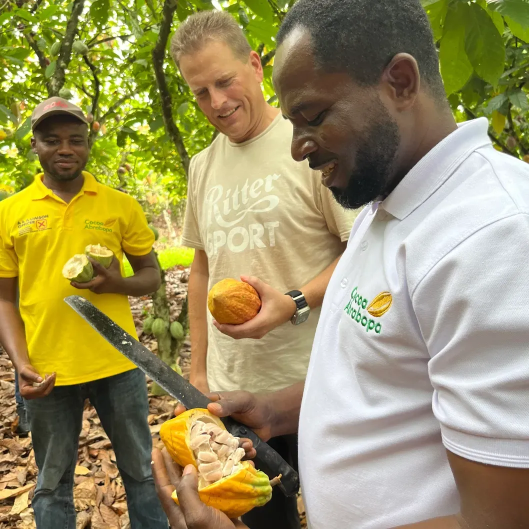 Cocoa Sourcing Three men examine a cut cocoa pod in a cacao field. One holds a machete, inspecting the beans.
