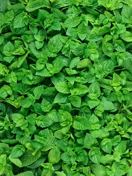 PEPPER­MINT