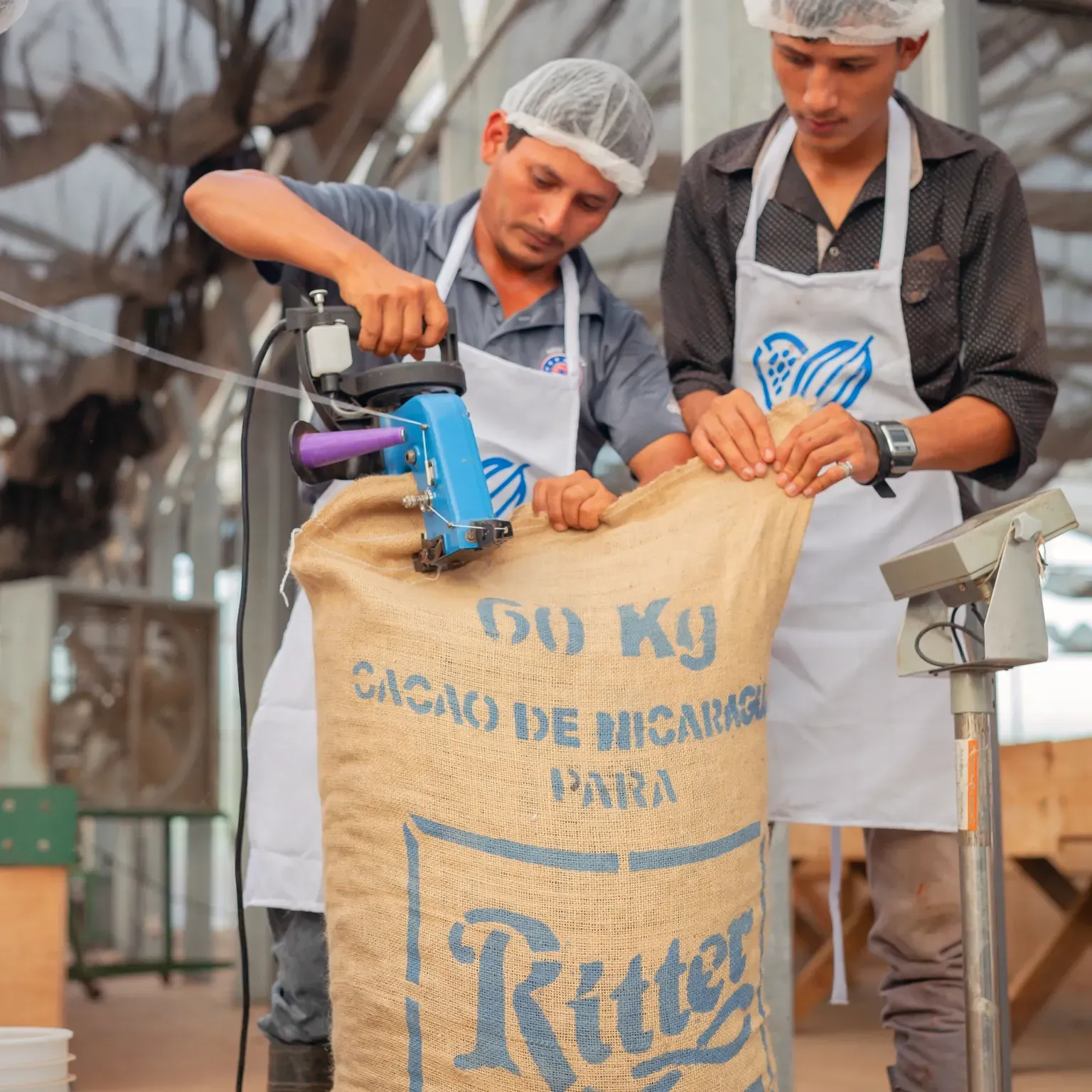 Two men are working on a bag of cacao de nicaragua