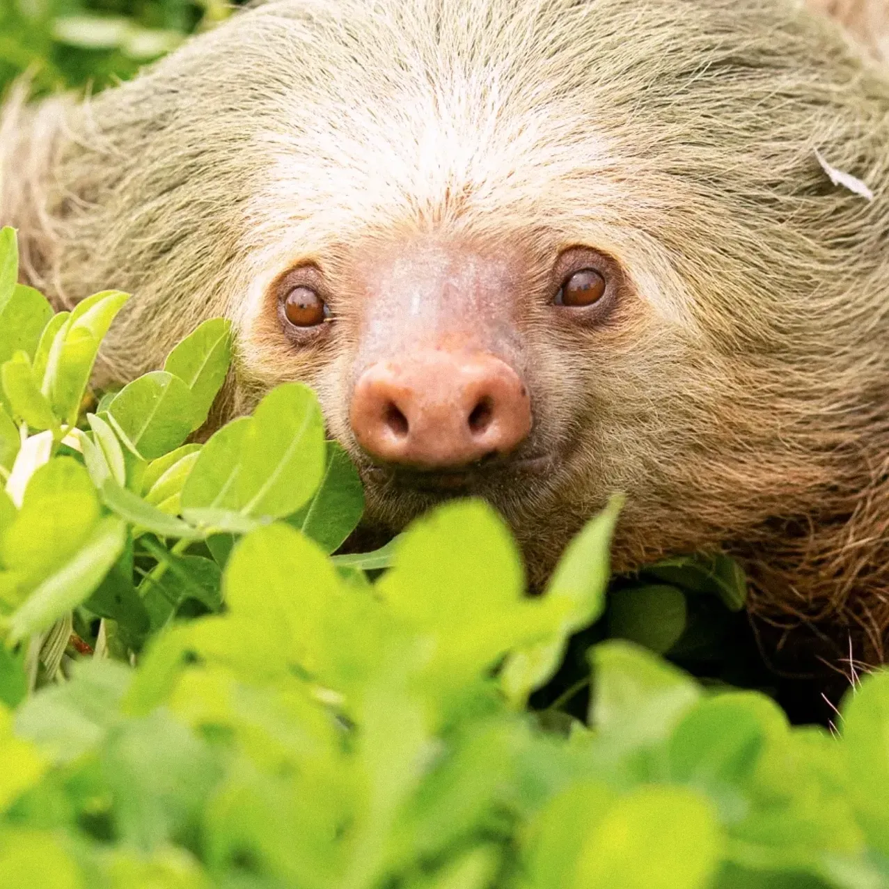 A close up of a sloth laying in the grass looking at the camera.