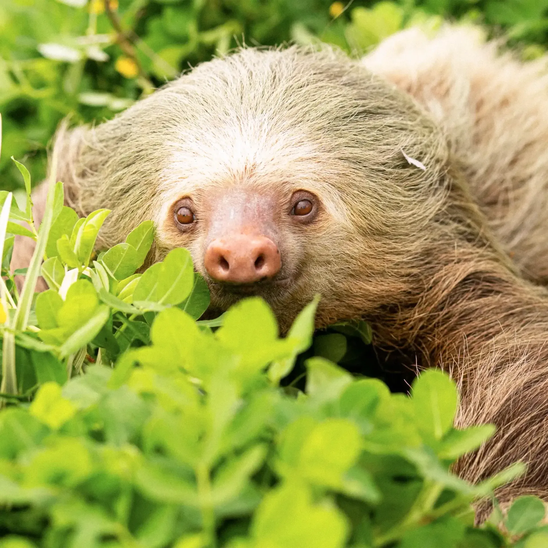 BIODIVERSITÄT