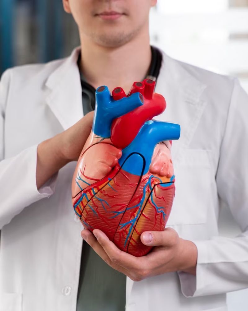 A doctor is holding a model of a human heart in his hands.