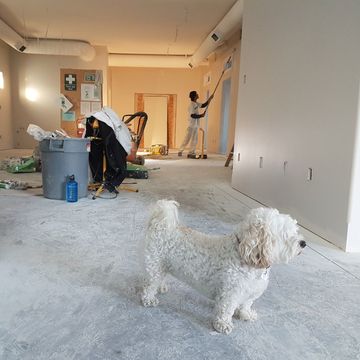 small white dog standing in a carpeted room with work equipment behind it and a man using a roller to paint a wall