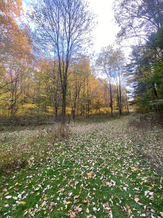 A field covered in leaves in the middle of a forest.