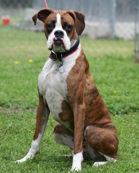 Jake — Argyle, TX — Canine Country Inn