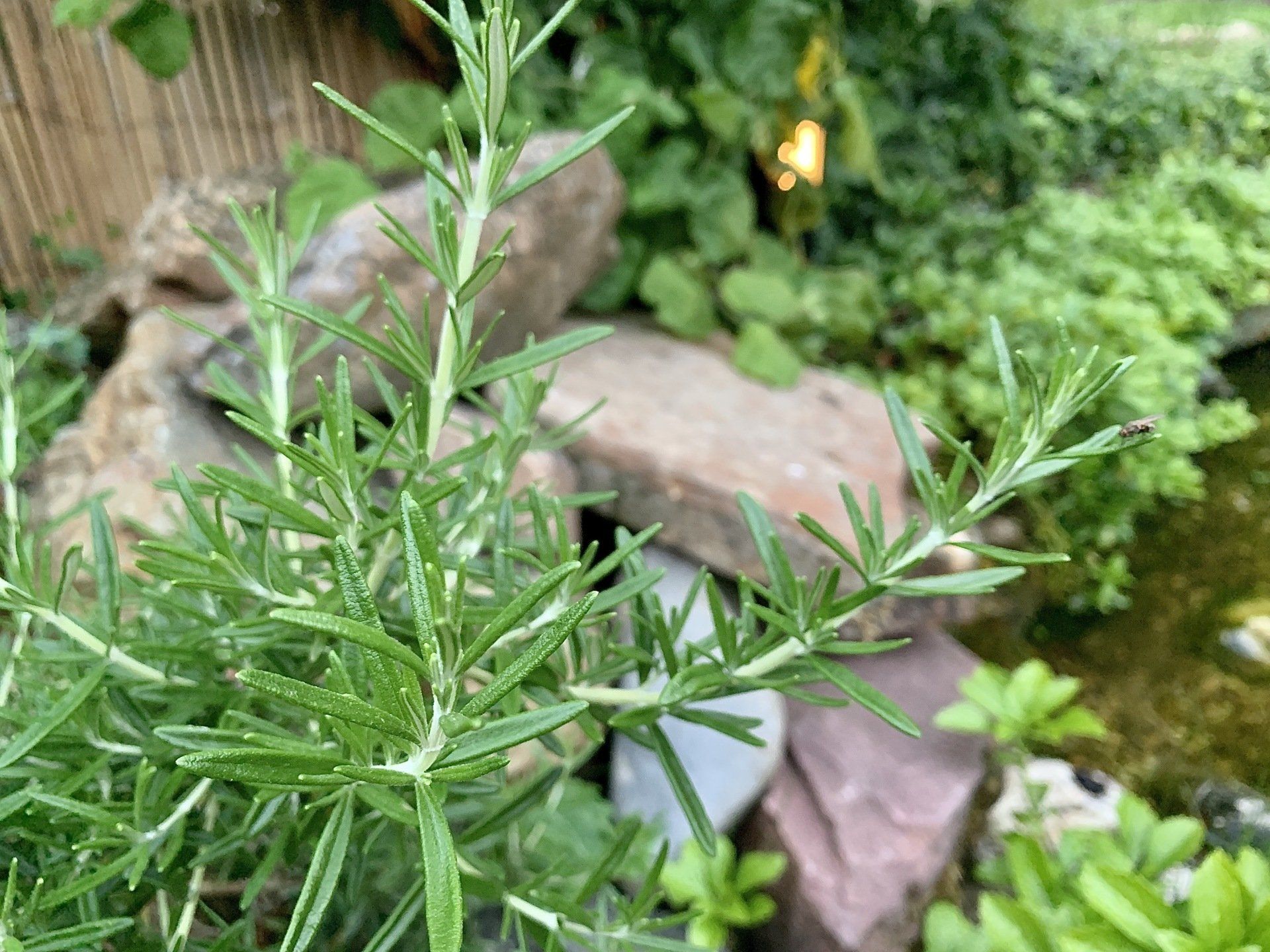 rozemarijn in de tuin van Cirkels Lifestyle