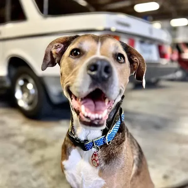 Gigi - Shop Dog | Texas Automotive Performance
