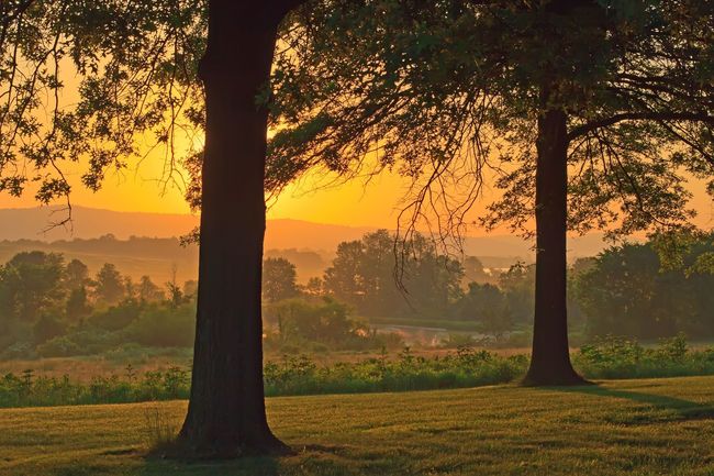 Sunset over a grassy field framed by tall trees, with golden light and distant hills