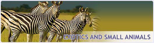 A banner with zebras and the words exotics and small animals