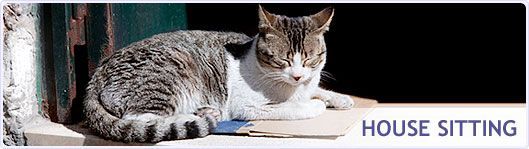A cat is sitting on a window sill next to a sign that says house sitting