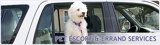 A white dog is sitting in the back seat of a car
