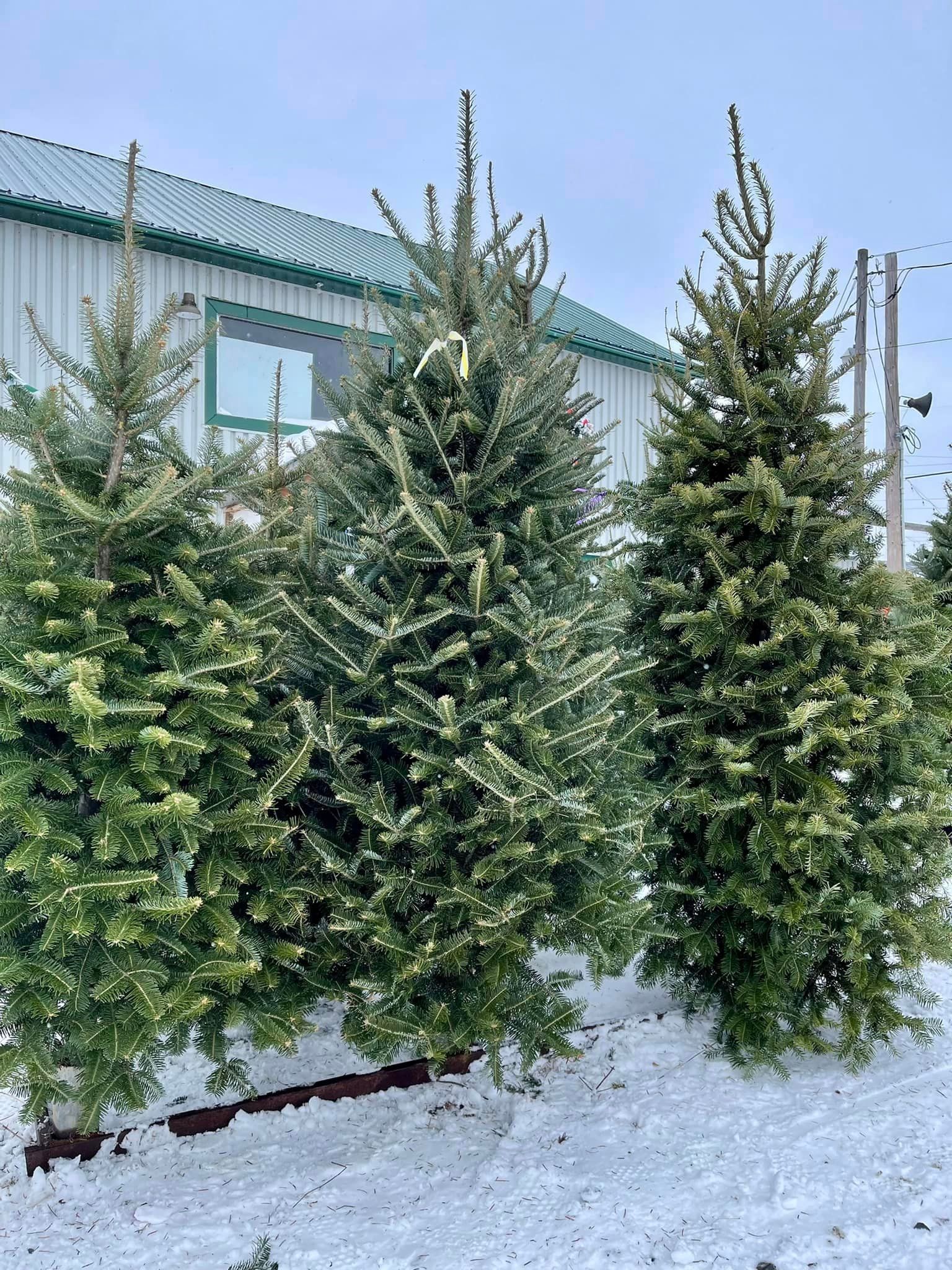 Une rangée d'arbres de Noël dans la neige devant un bâtiment.