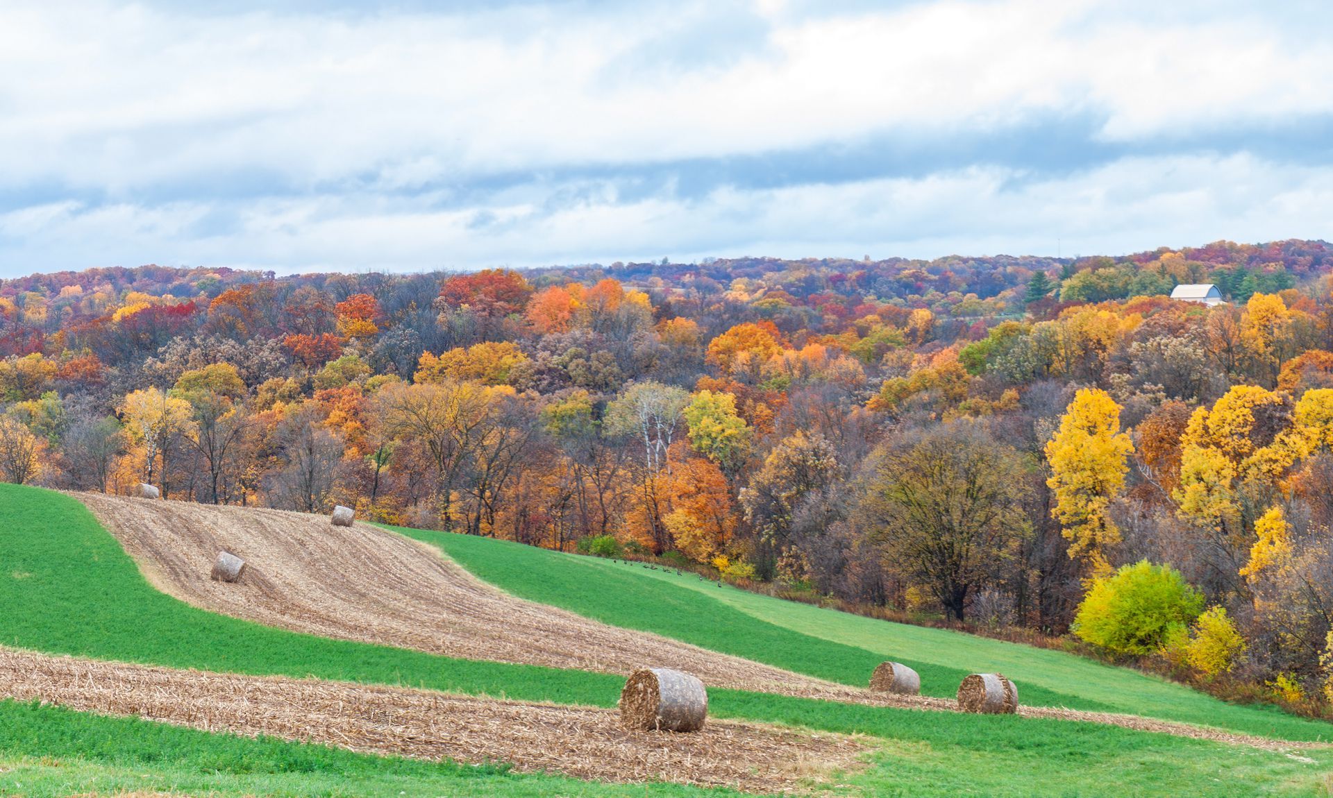 Colorful autumn forest beyond green fields with hay bales under a cloudy sky