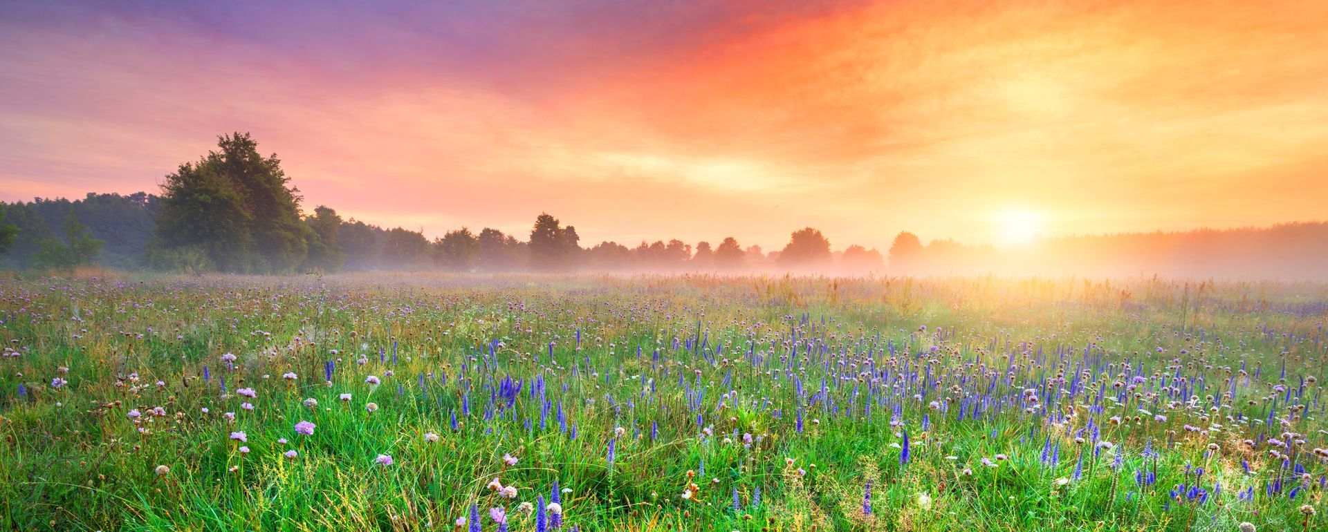 Sunrise over a wildflower meadow with mist and a glowing orange sky