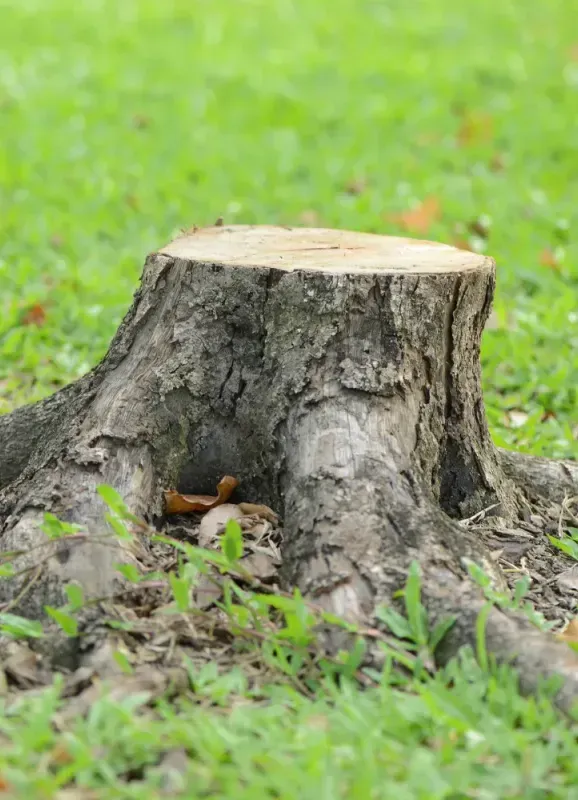 Tree stump in a grassy yard with exposed roots.