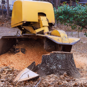 Yellow wood chipper beside a tree stump, blowing sawdust in a wooded yard