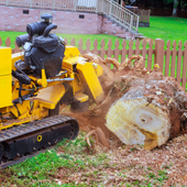 Yellow stump grinder chewing a large tree stump in a suburban yard, sending wood chips flying