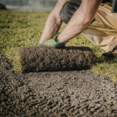 Gloved hands laying a roll of sod onto prepared soil in a grassy yard