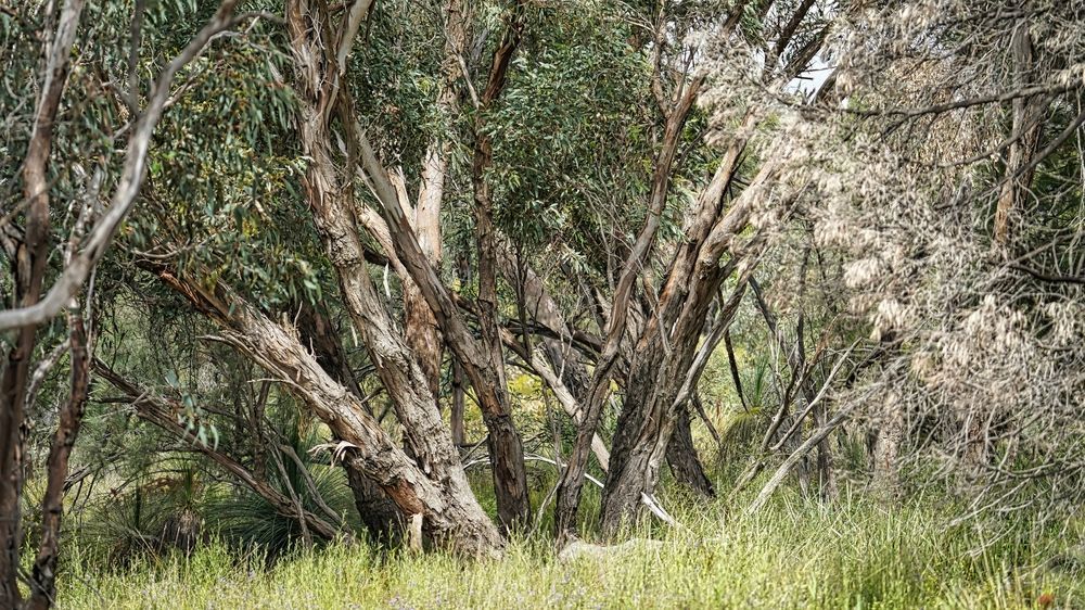 Trees With Light-colored Bark, Some With Green Leaves, and Tall Grass — Rohr Electrical in Gilgandra, NSW