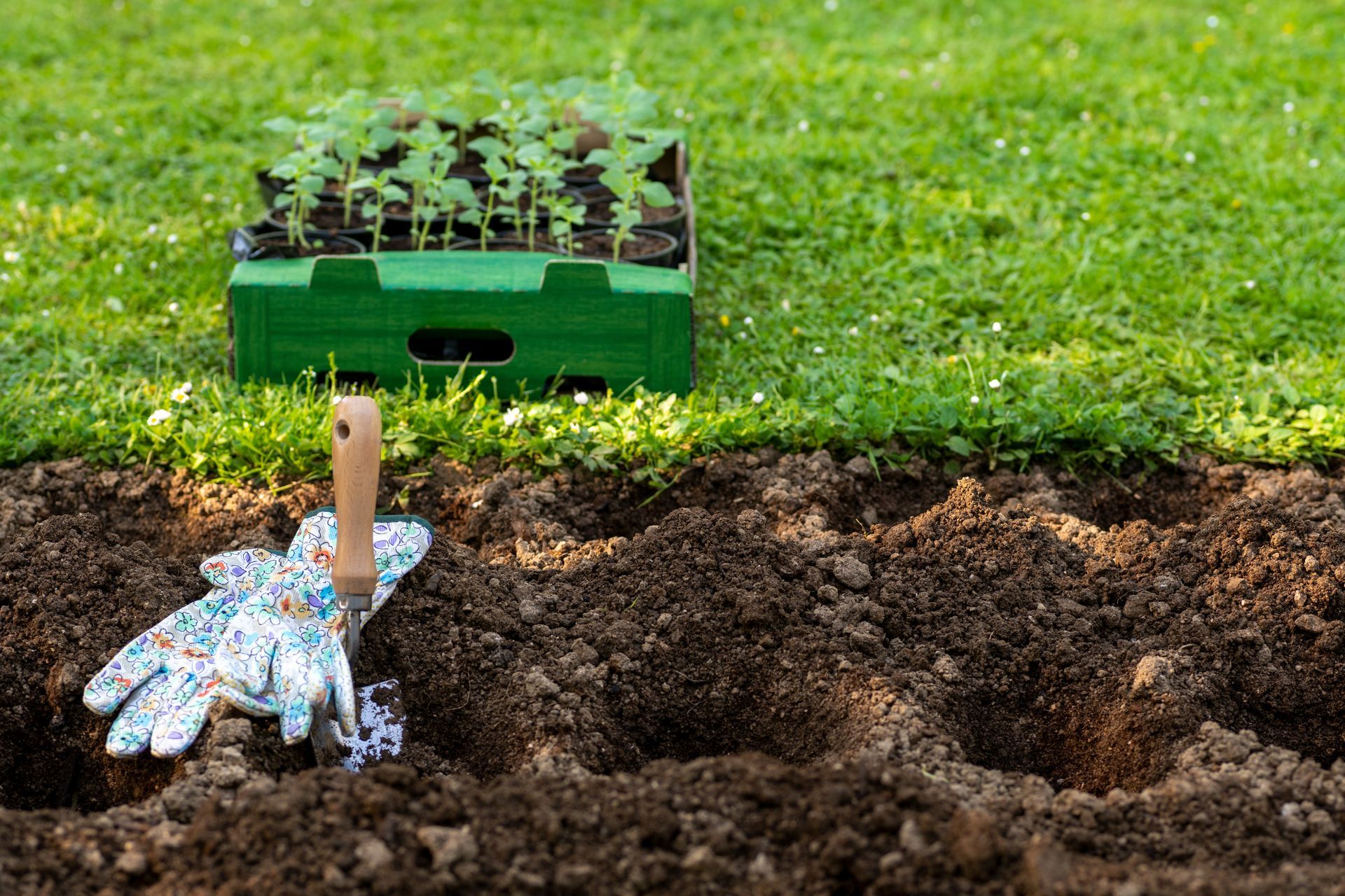 Gardening tools and seedling tray beside freshly dug soil in a garden bed