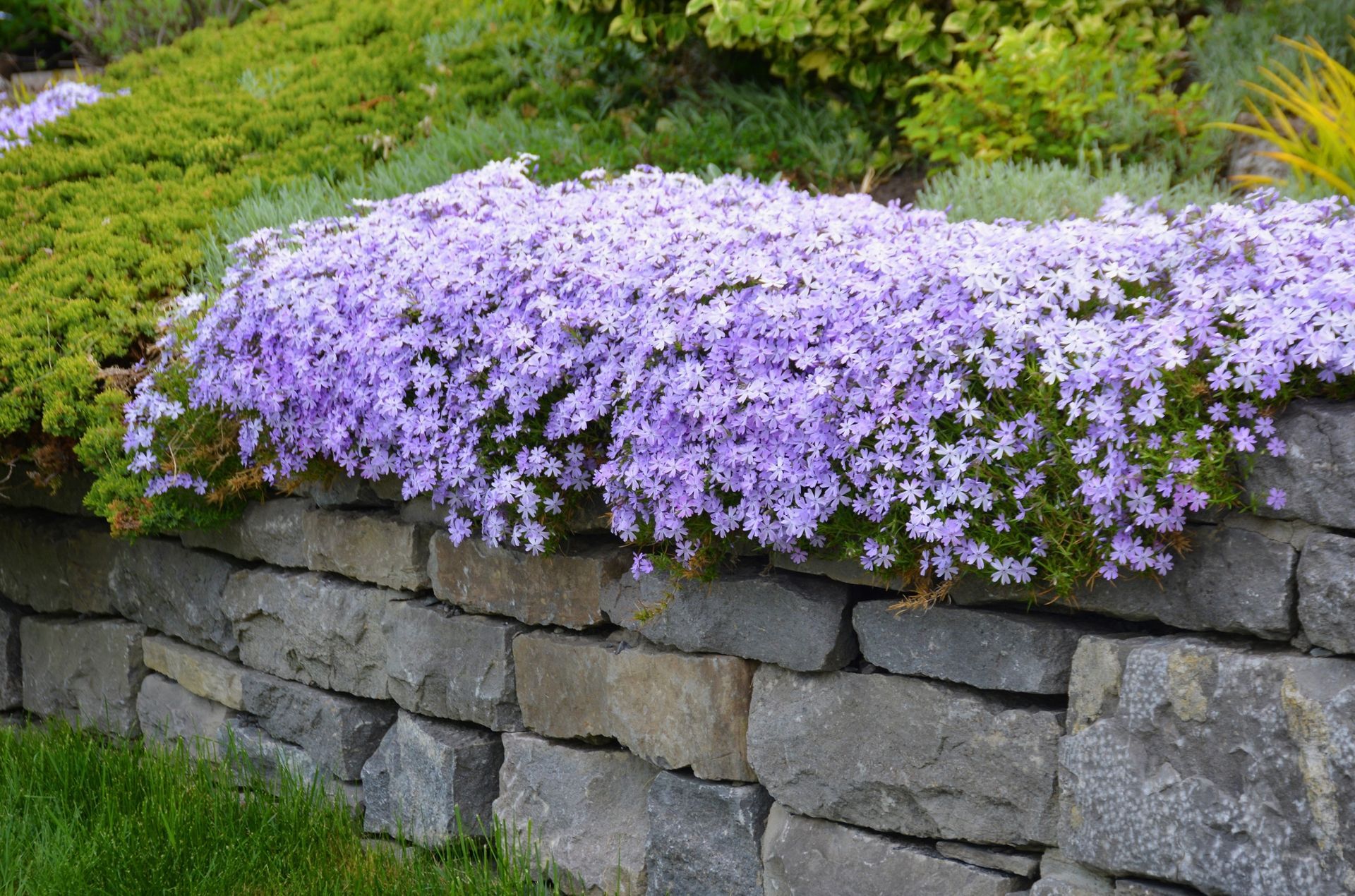 Purple flowers spilling over a stone retaining wall in a garden
