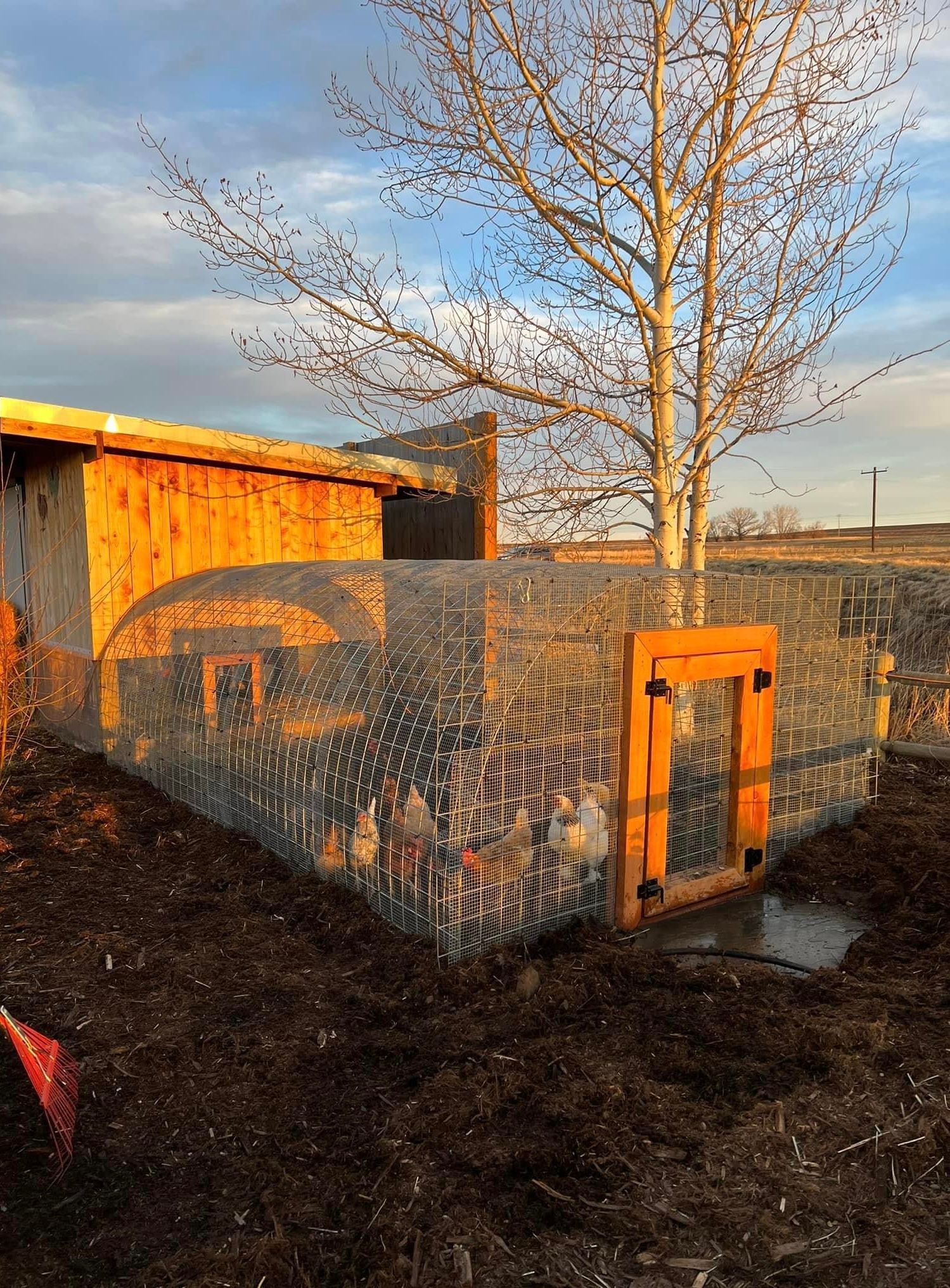 Three chickens are sitting inside of a wooden dog house.