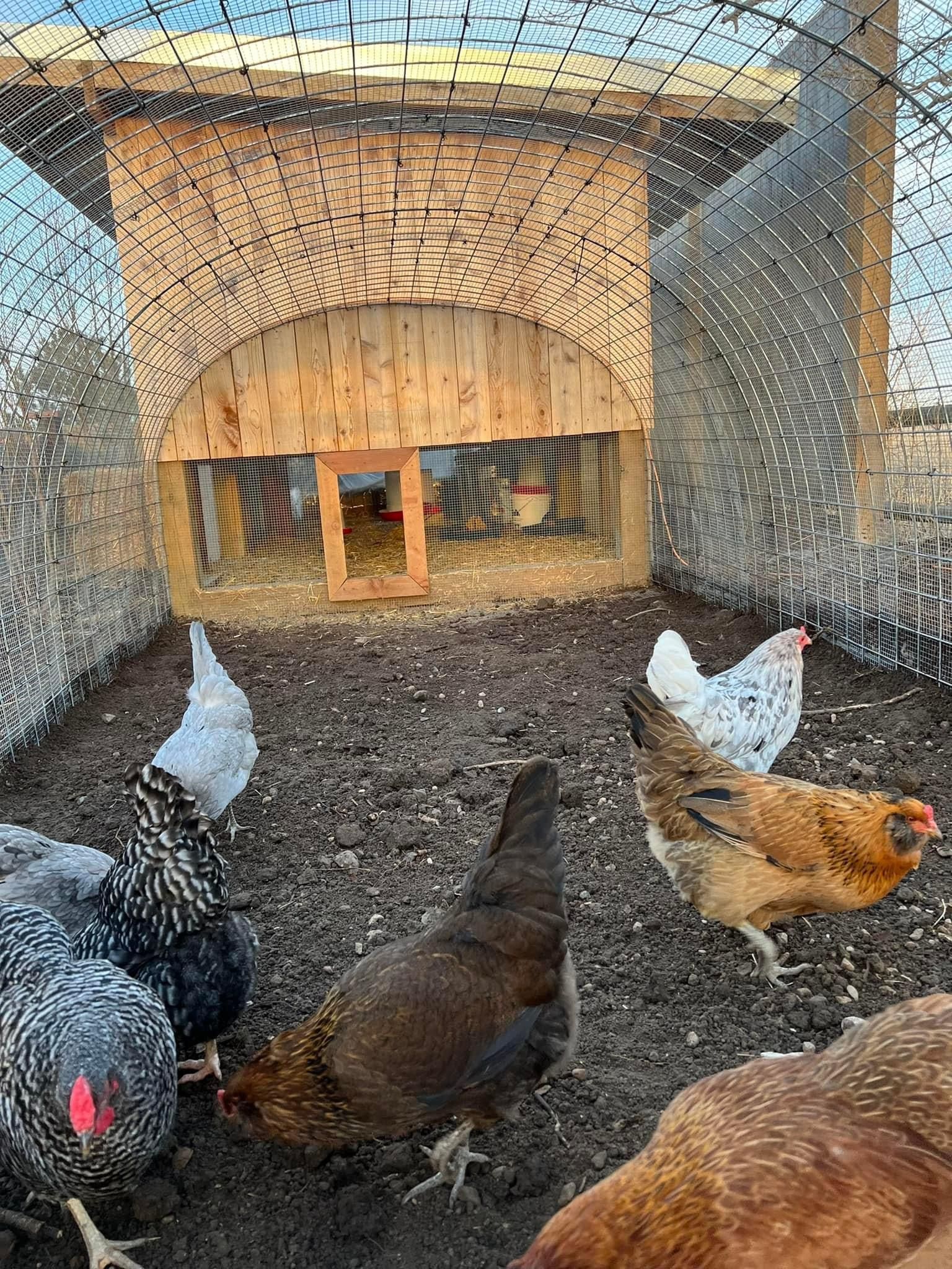 A group of chickens are standing in a chicken coop.