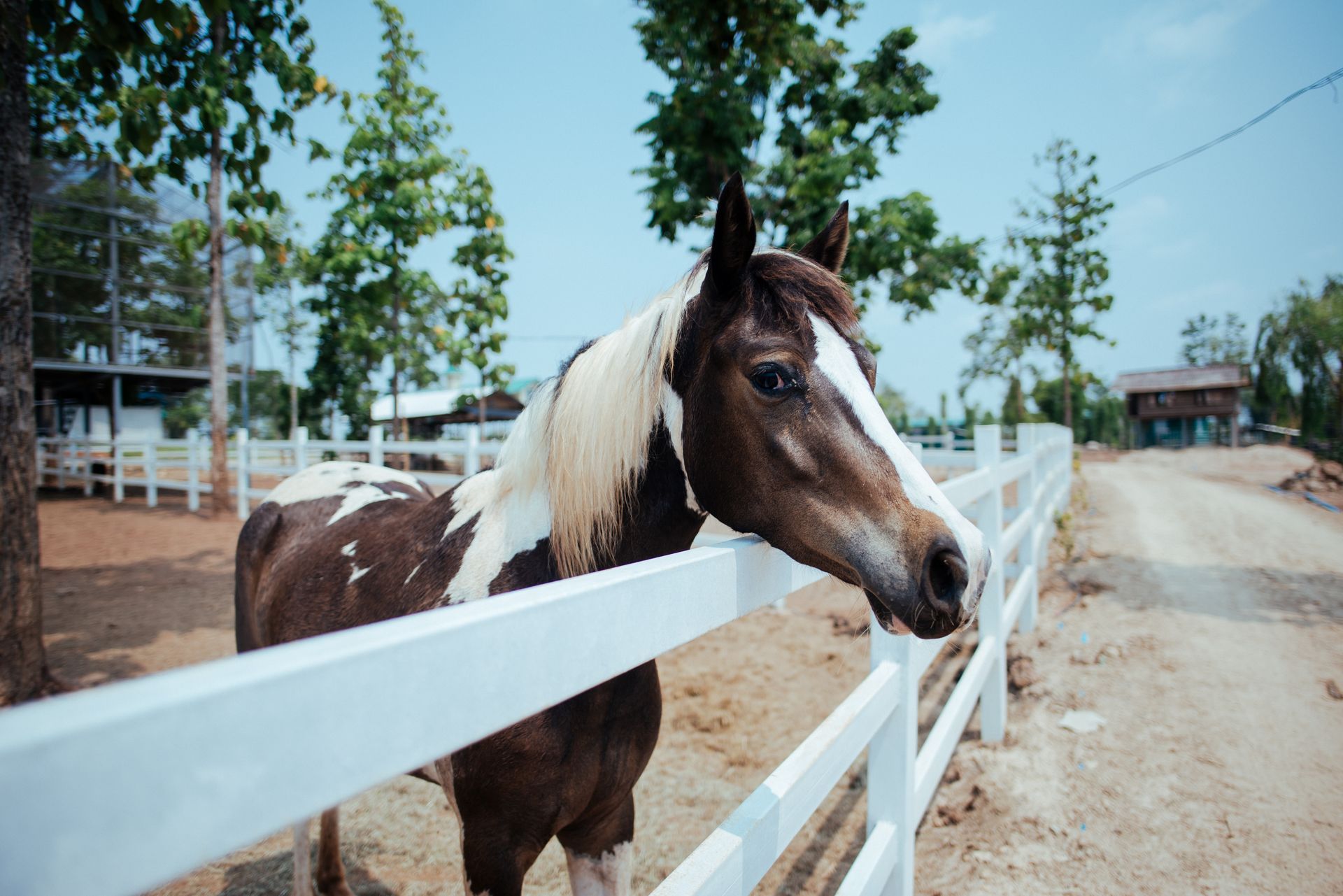 A brown and white horse standing behind a white fence.