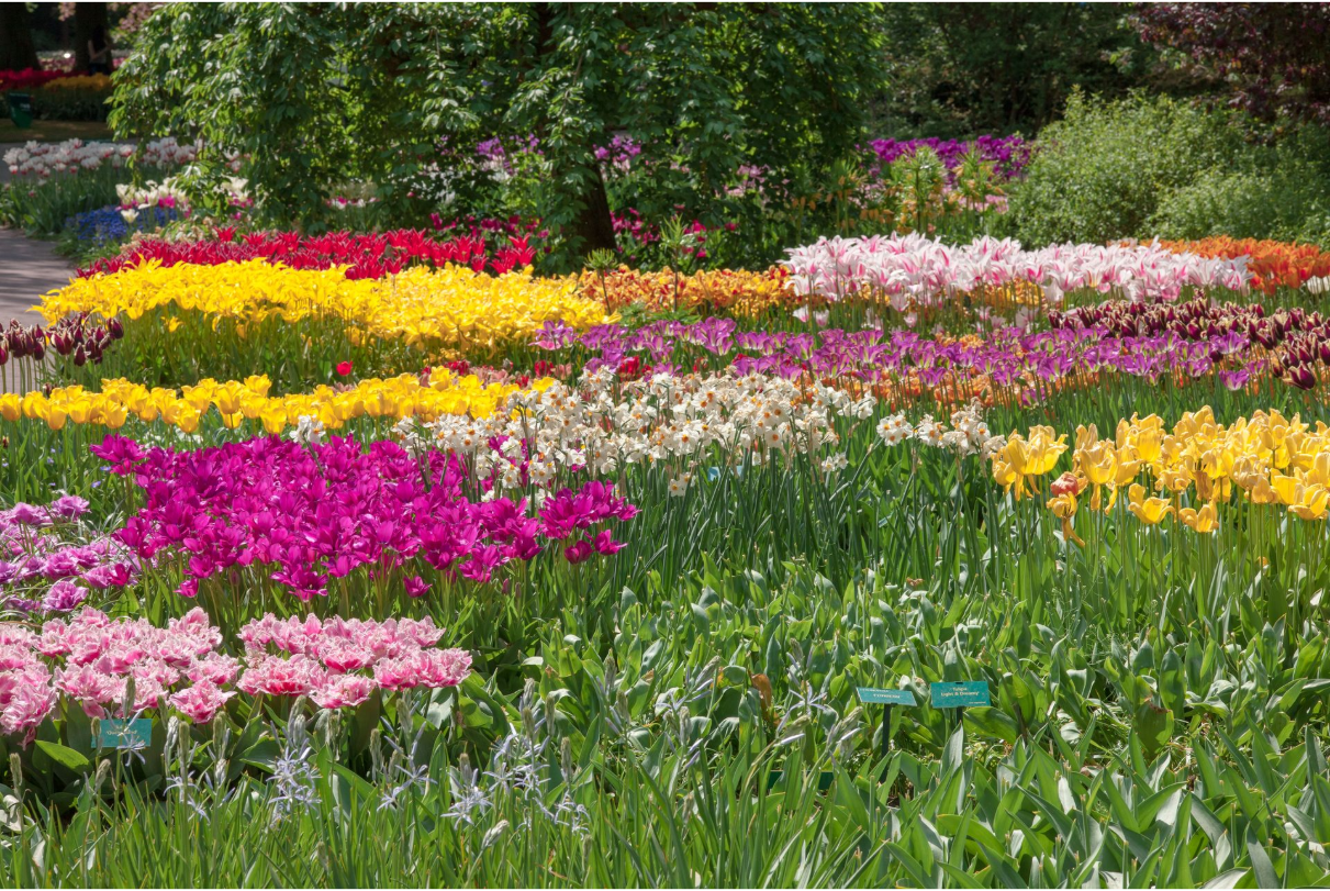 A garden filled with lots of different colored flowers