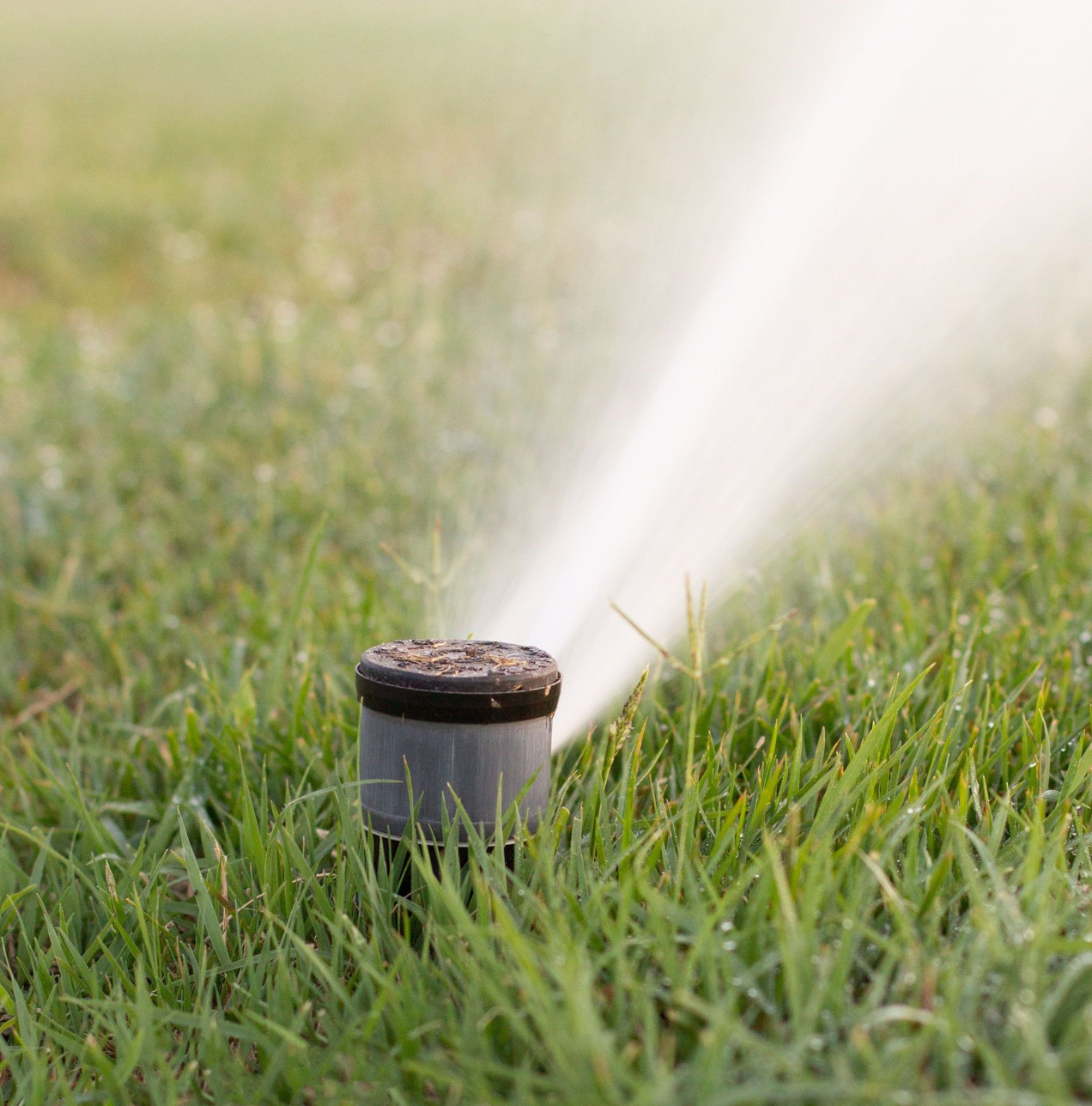 A sprinkler is spraying water on a lush green lawn.