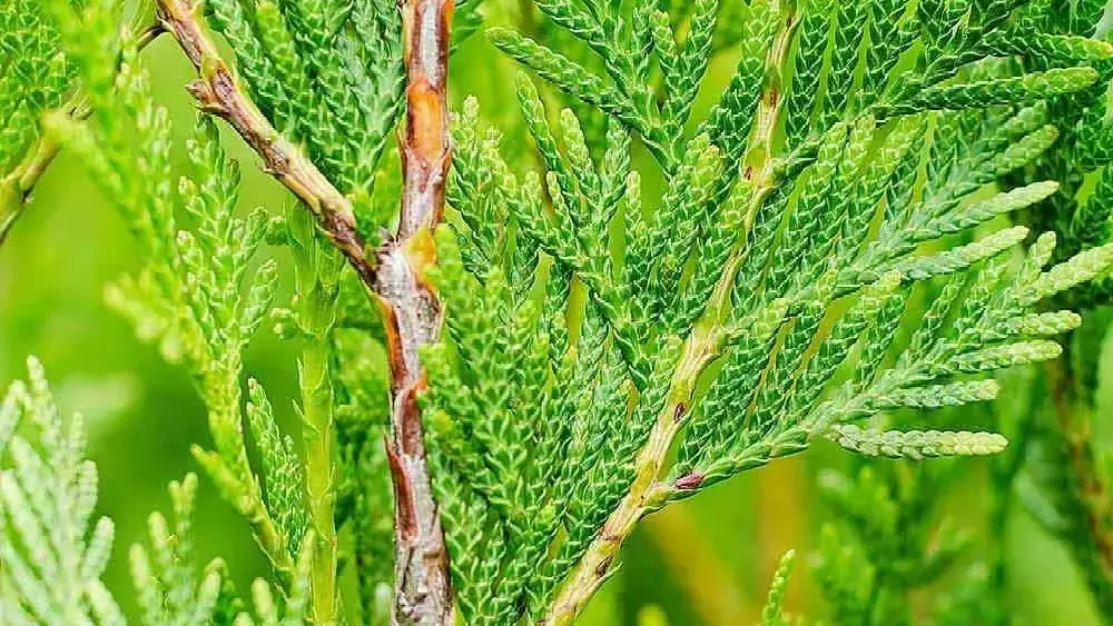 Close-up of bright green conifer branches and needles against a blurred green background