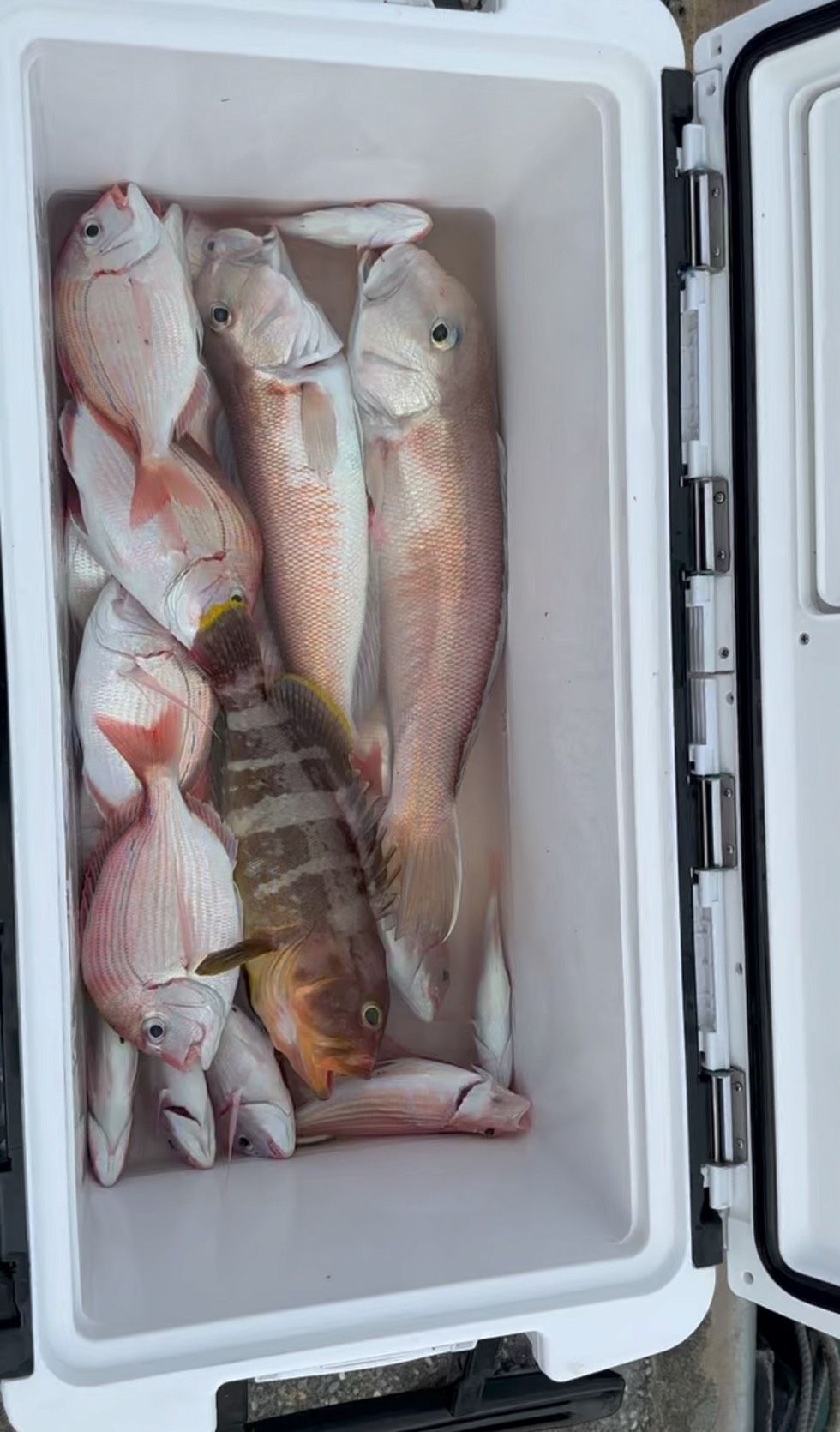 船上有人舉起一條剛捕獲的紅鯛魚。