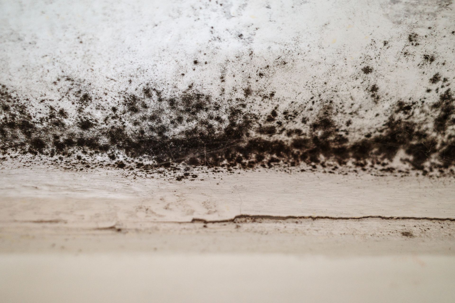 image of moldy wall