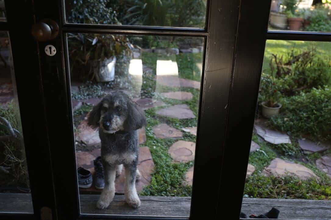 Dog Behind The Door — Marrickville, Sydney — Black Lotus Yoga