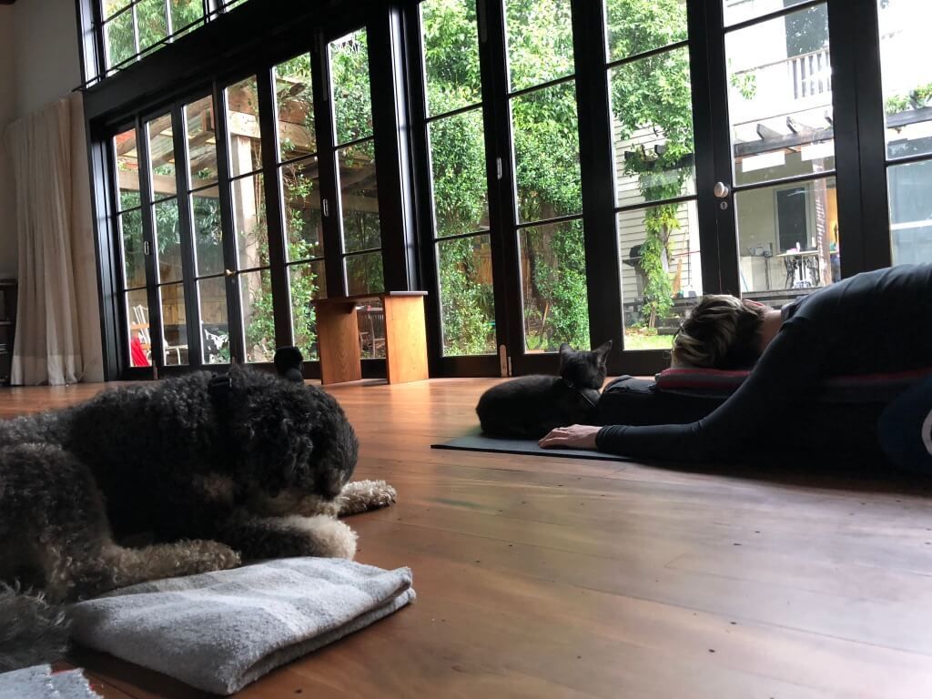 Dogs On Yoga Room — Marrickville, Sydney — Black Lotus Yoga