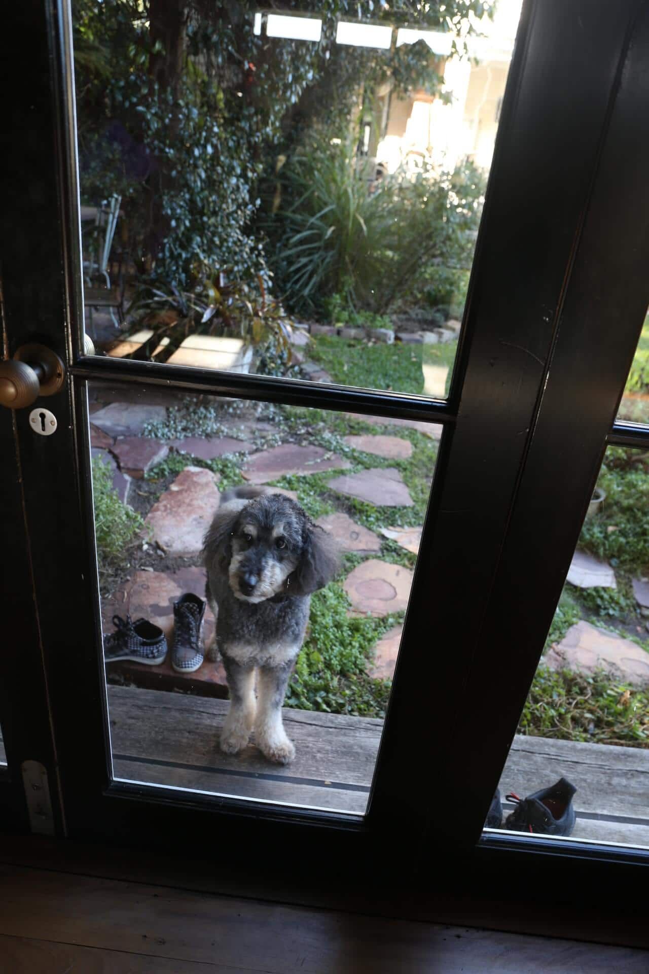 Pet Behind The Door — Marrickville, Sydney — Black Lotus Yoga