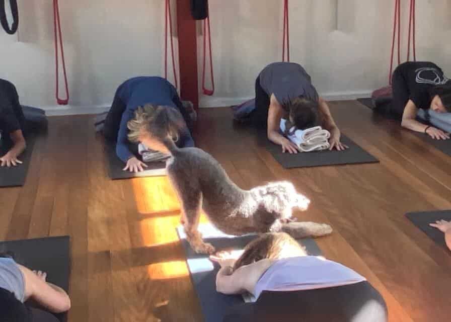 Yoga Students And Pet Doing Stretching — Marrickville, Sydney — Black Lotus Yoga