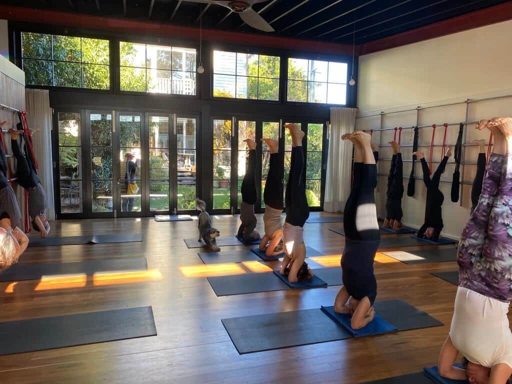 Black Lotus  Yoga Students And Pet — Marrickville, Sydney — Black Lotus Yoga